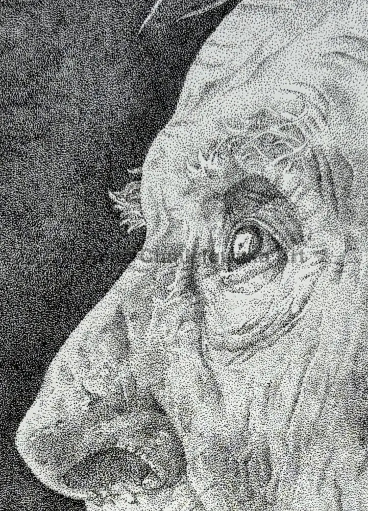 Father - portrait in stippling