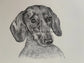 Royal dachshund portrait - limited edition print of a stippled (dotted)artwork